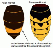 Asian-Hornet-ID